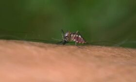 Royal Society: в Европе лихорадка чикунгунья активно передается в июле и августе