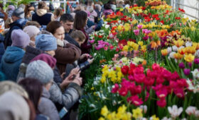 Тысячи тюльпанов расцветут в «Аптекарском огороде» ко Дню святого Валентина