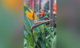 Стрелиция королевская расцвела в «Аптекарском огороде» Москвы