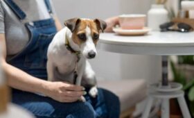 Заведения сети «Додо Пицца» станут pet-friendly после случая с собакой в Челябинске