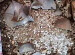 Костяной свисток и монеты обнаружили в столице при реставрации старинной усадьбы