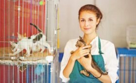 В Госдуме предложили направлять в приюты штрафы за жестокое обращение с животными