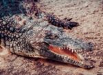 BBC News: разъяренные слоны загнали мужчину в реку с крокодилами в Замбии