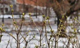 Эксперт Кунафин: массовое цветение в Москве начнется не раньше третьей декады марта