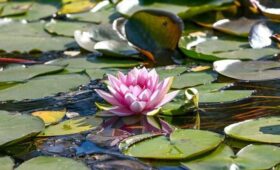 В Москве приведут в порядок 13 прудов в 2026 году