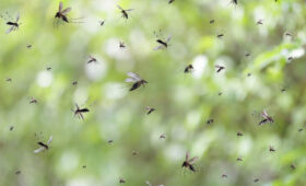 Роспотребнадзор: холодная зима не гарантирует нашествия насекомых