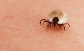 Роспотребнадзор заявил об отсутствии случаев укусов клещей в Москве