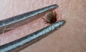 В Роспотребнадзоре заявили, что «клещи-мутанты» не смогут выжить в Москве