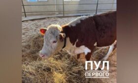 Лукашенко получил корову в подарок от фермеров Могилевской области
