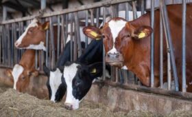 В Новосибирской области изъятие зараженного скота планируют завершить в течение 2 дней