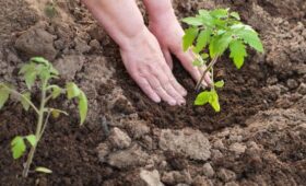 Какие весенние дни идеально подойдут для занятий рассадой