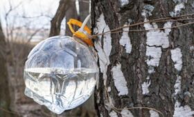 Юрист Русяев напомнил о штрафе в 4 тысячи рублей за сбор березового сока