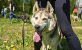 Ветеринар Шеляков: таблетки и капли на холку помогут уберечь питомца от клещей