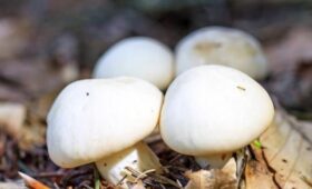 Эксперт Тихомиров: основной сезон сбора грибов в Московском регионе начнется 10 апреля