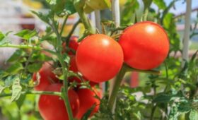 Агроном Терентьев: томаты лучше сеять с 1 по 15 апреля