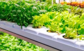 Московский производитель салатов увеличил выпуск продукции благодаря федпроекту