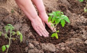 Минсельхоз РФ ввел ограничения на экспорт отдельных видов удобрений