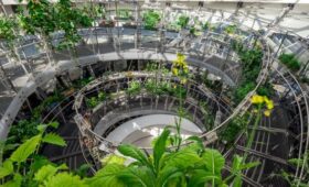 «Активные граждане» выберут самую живописную оранжерею столицы