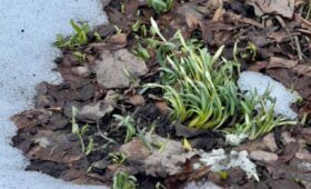 В «Аптекарском огороде» появились первые подснежники