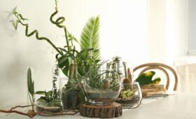 Биолог Воробьев: домашнее растение не сильно влияет на состав воздуха в квартире