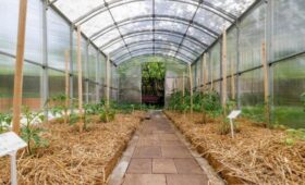 Депутат ГД Чаплин: перед новым сезоном теплицу следует обработать марганцовкой