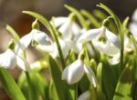Юрист Георгиева предупредила о тюремном сроке за сбор подснежников