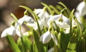 Юрист Георгиева предупредила о тюремном сроке за сбор подснежников