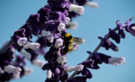 Юрист Слезкина: за выращивание шалфея грозит административная и уголовная ответственность