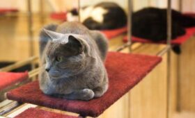 «Мосбилет» рассказал о премьерах и новых артистах Театра кошек Куклачева