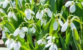 До четырех лет лишения свободы может грозить россиянам за сбор подснежников