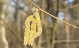 Орешник зацвел в национальном парке «Лосиный остров»