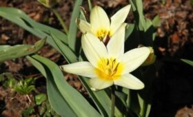 Первые в Москве тюльпаны расцвели в «Аптекарском огороде»