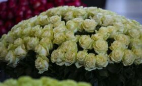 Флорист Сафронова посоветовала ставить цветы в вазу с газированной водой