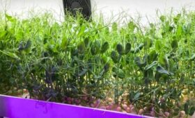 В Москве создают и развивают новаторские проекты в области сельского хозяйства