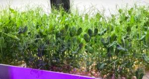 В Москве создают и развивают новаторские проекты в области сельского хозяйства