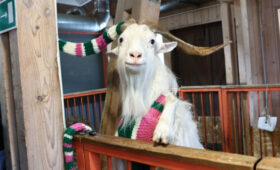 Иваны смогут бесплатно посетить «Городскую ферму» ВДНХ 13 марта