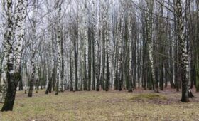 Сокодвижение у берез началось в парке «Лосиный остров»