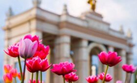 В апреле на ВДНХ начнет цвести около полумиллиона крокусов, тюльпанов и сцилл