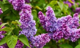 Биолог Филин: первые соцветия сирени могут появиться в Москве уже в марте