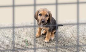 «Известия»: штраф за жестокое обращение с животными может увеличиться до 1 миллиона рублей