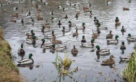 В Подмосковье с 20 марта стартует охота на уток, гусей и вальдшнепа