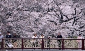 В Токио начался сезон цветения сакуры