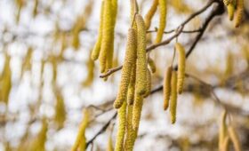 В столице началось пыление орешника и ольхи