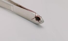 Первый случай обращения человека с укусом клеща зарегистрирован в Подмосковье