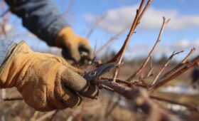 Садовод Туманов посоветовал обрезать растения и почистить дренажные канавы в марте