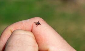 Врач Миронова: заливание клеща маслом повышает риск заражения энцефалитом