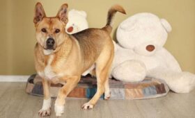 Животные из столичных приютов появились на праздничных открытках к 8 Марта