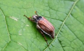 Майские жуки могут активизироваться раньше срока из-за теплой весны в Москве