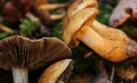 В Подмосковье ввели штрафы за сбор краснокнижных грибов