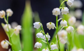 Эксперт Самойлов: ландыши могут исчезнуть из-за массового сбора букетов